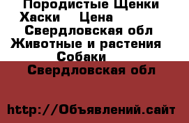 Породистые Щенки Хаски  › Цена ­ 8 000 - Свердловская обл. Животные и растения » Собаки   . Свердловская обл.